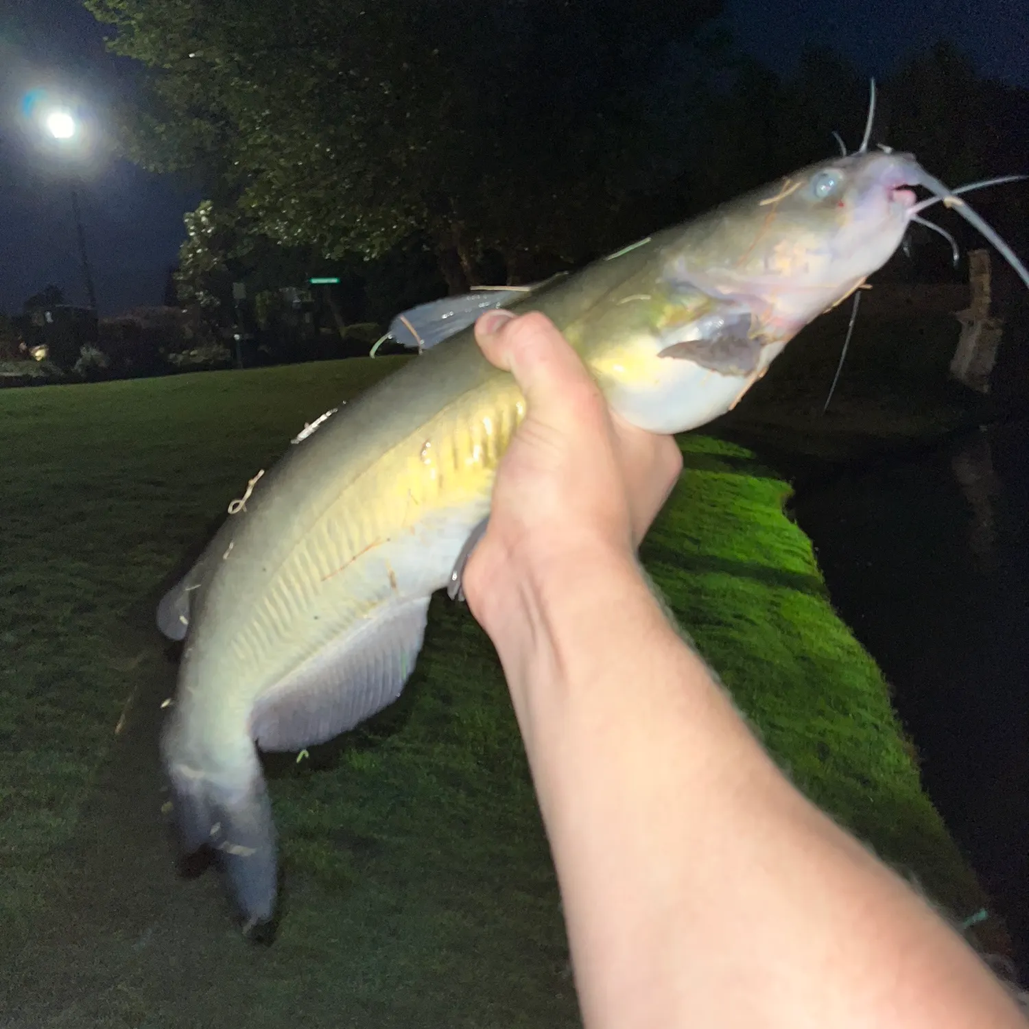 Channel catfish caught on Fishbrain