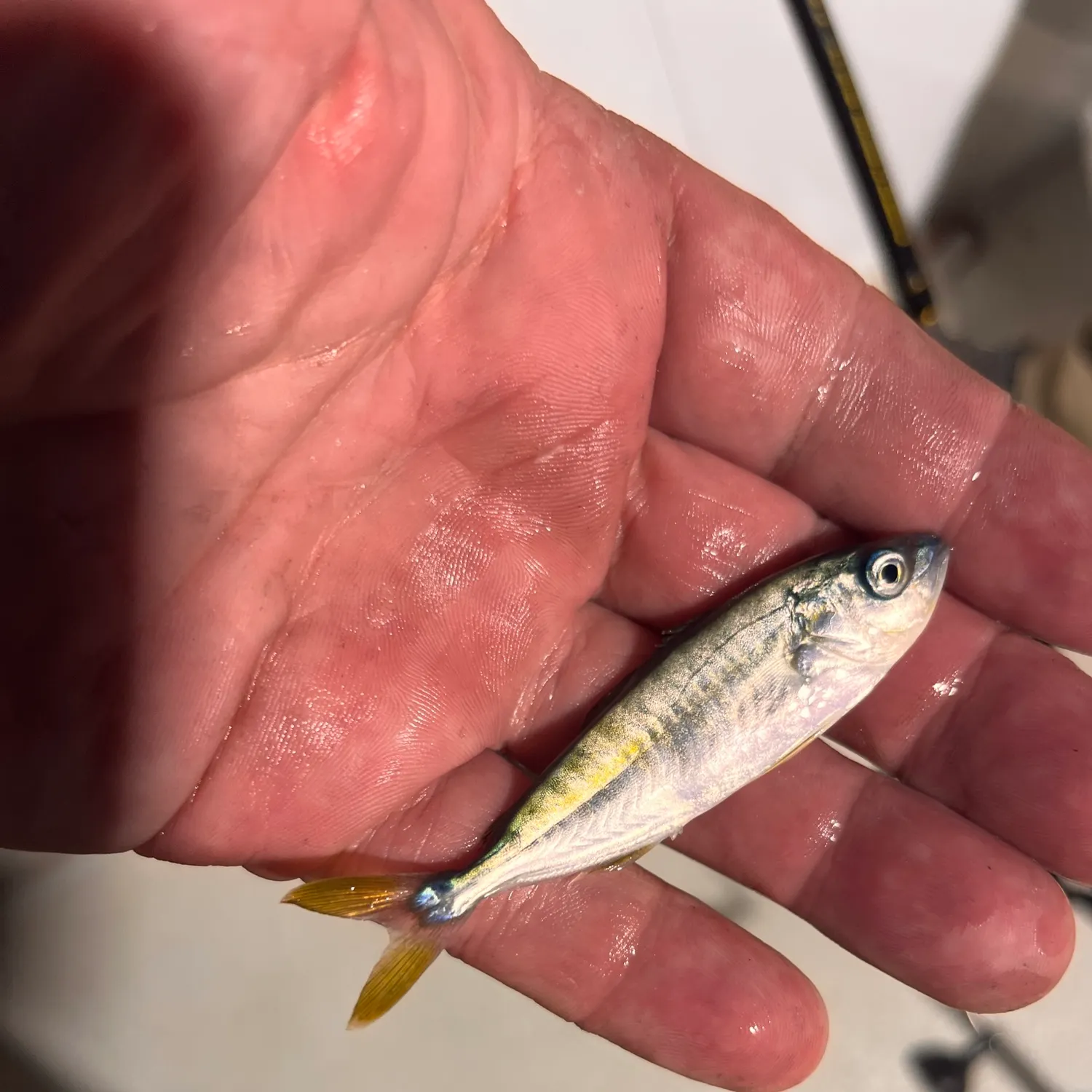 The most recent Southern yellowtail amberjack catches on Fishbrain