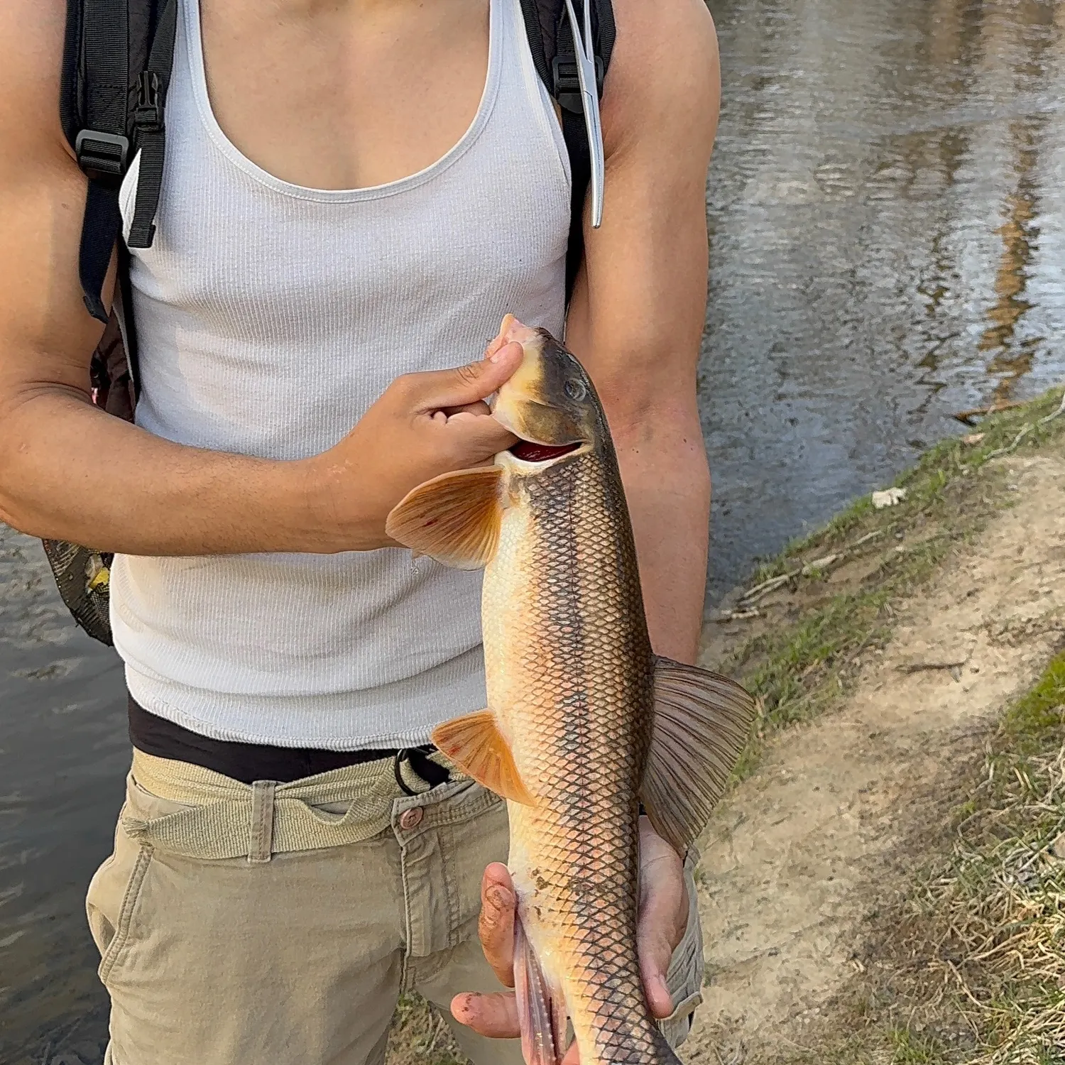 The most recent White sucker catches on Fishbrain