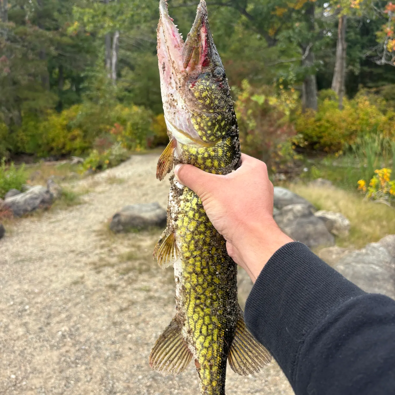 Chain pickerel caught on Fishbrain
