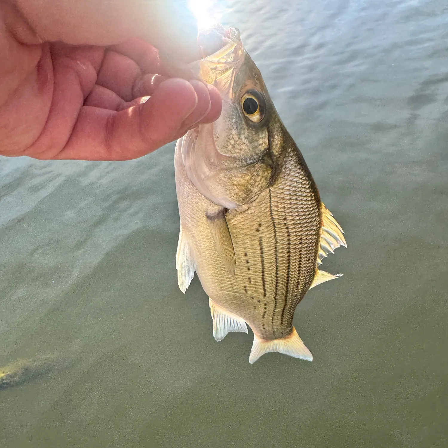 White bass caught on Fishbrain