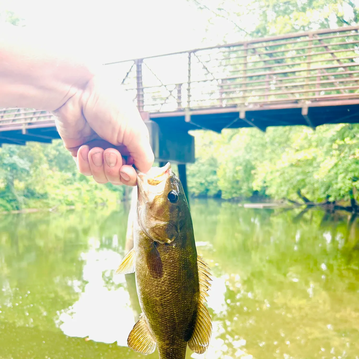 Smallmouth bass caught on Fishbrain