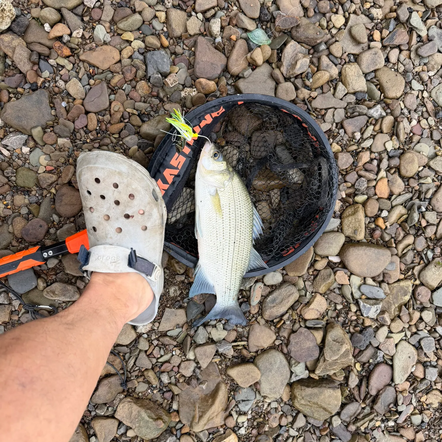 The most recent White bass catches on Fishbrain