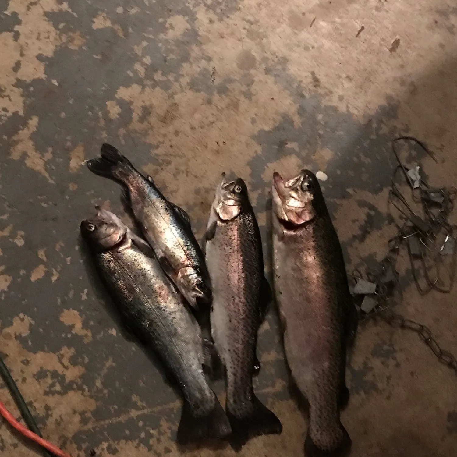 recently logged catches