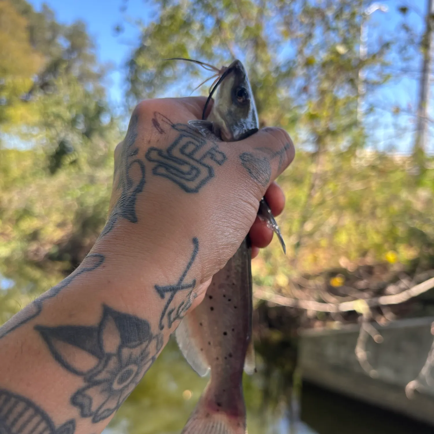 Channel catfish caught on Fishbrain