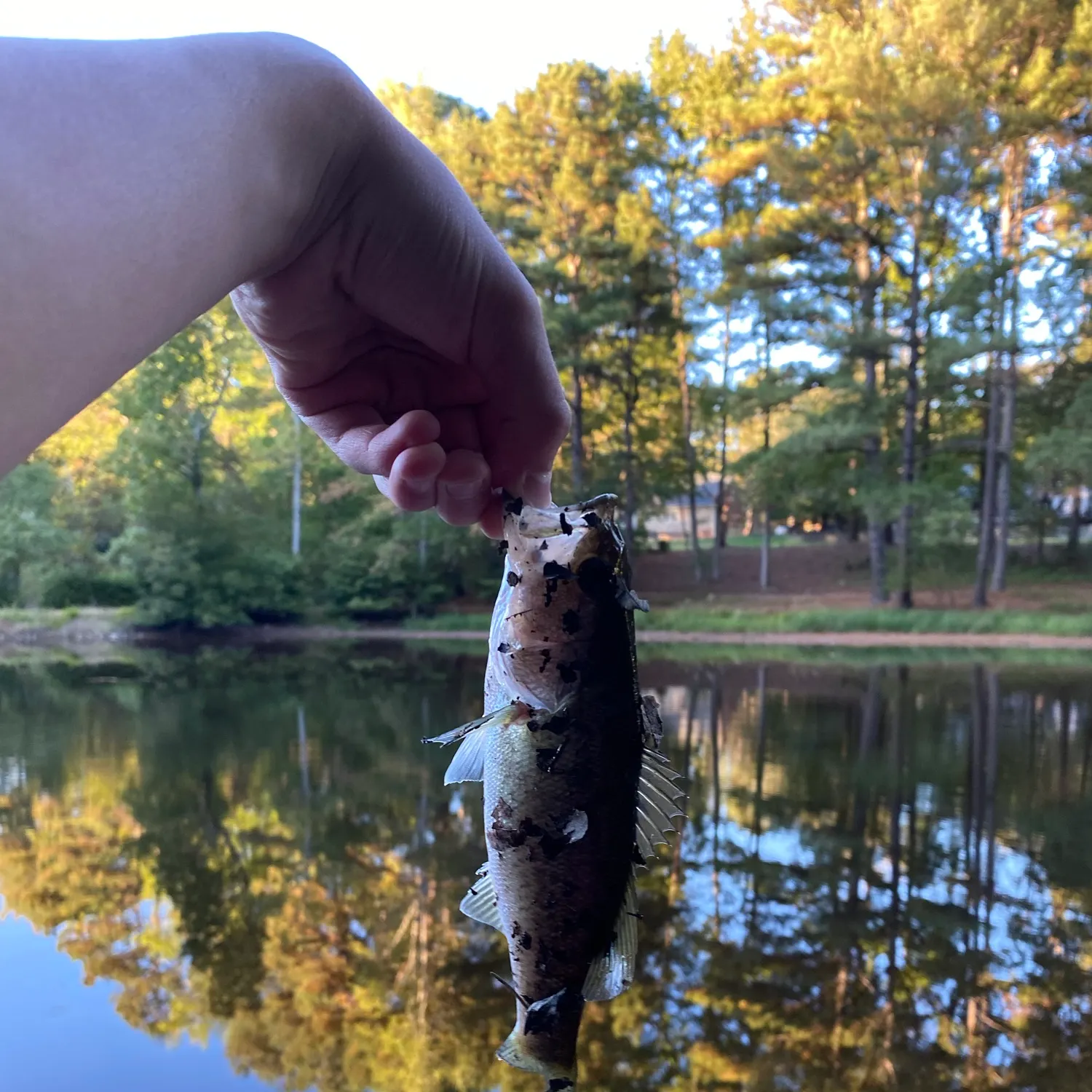 Spotted bass caught on Fishbrain