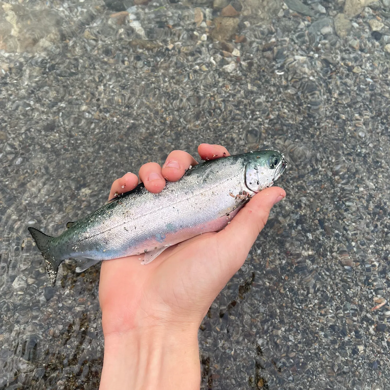 Rainbow trout caught on Fishbrain