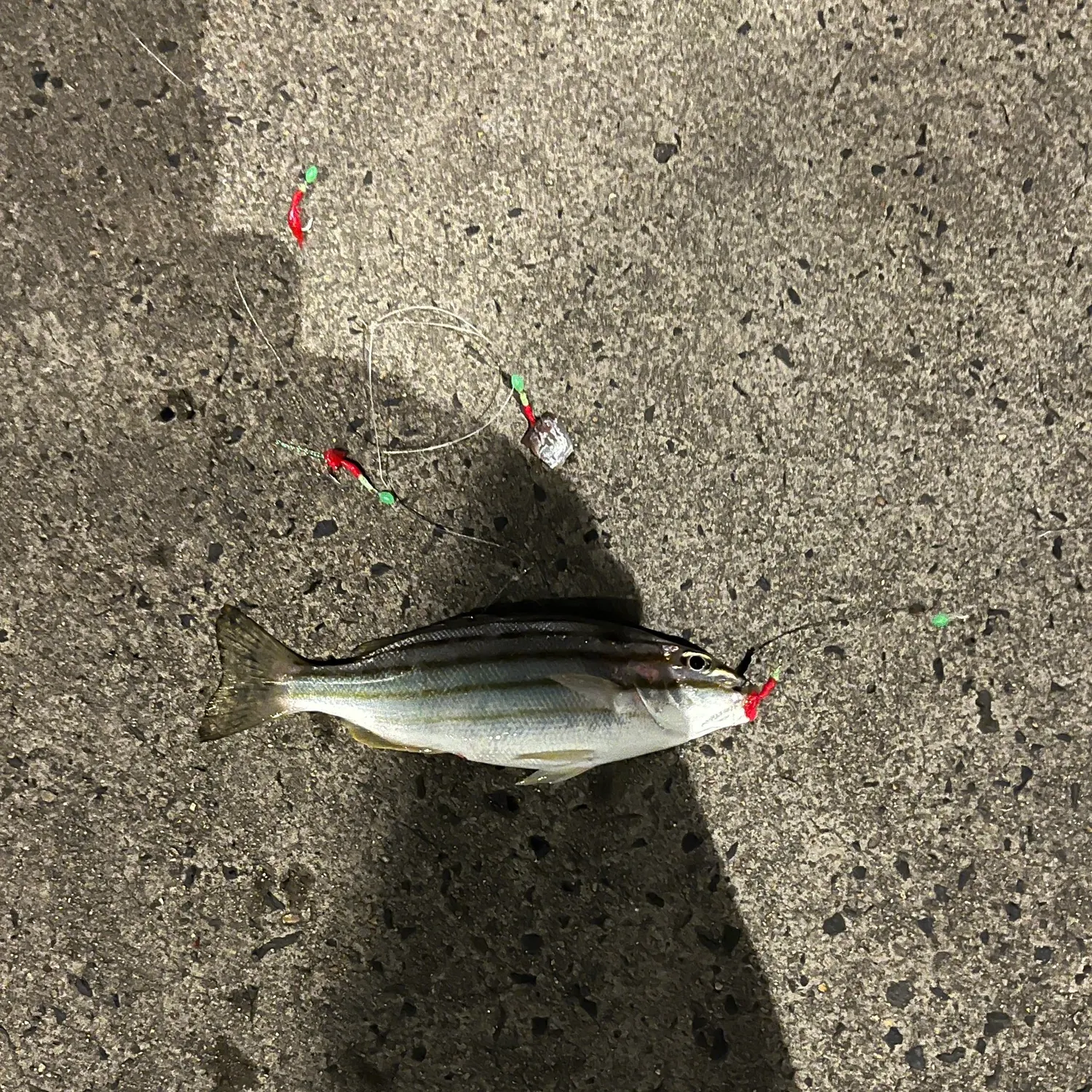 The most recent Striped trumpeter catches on Fishbrain