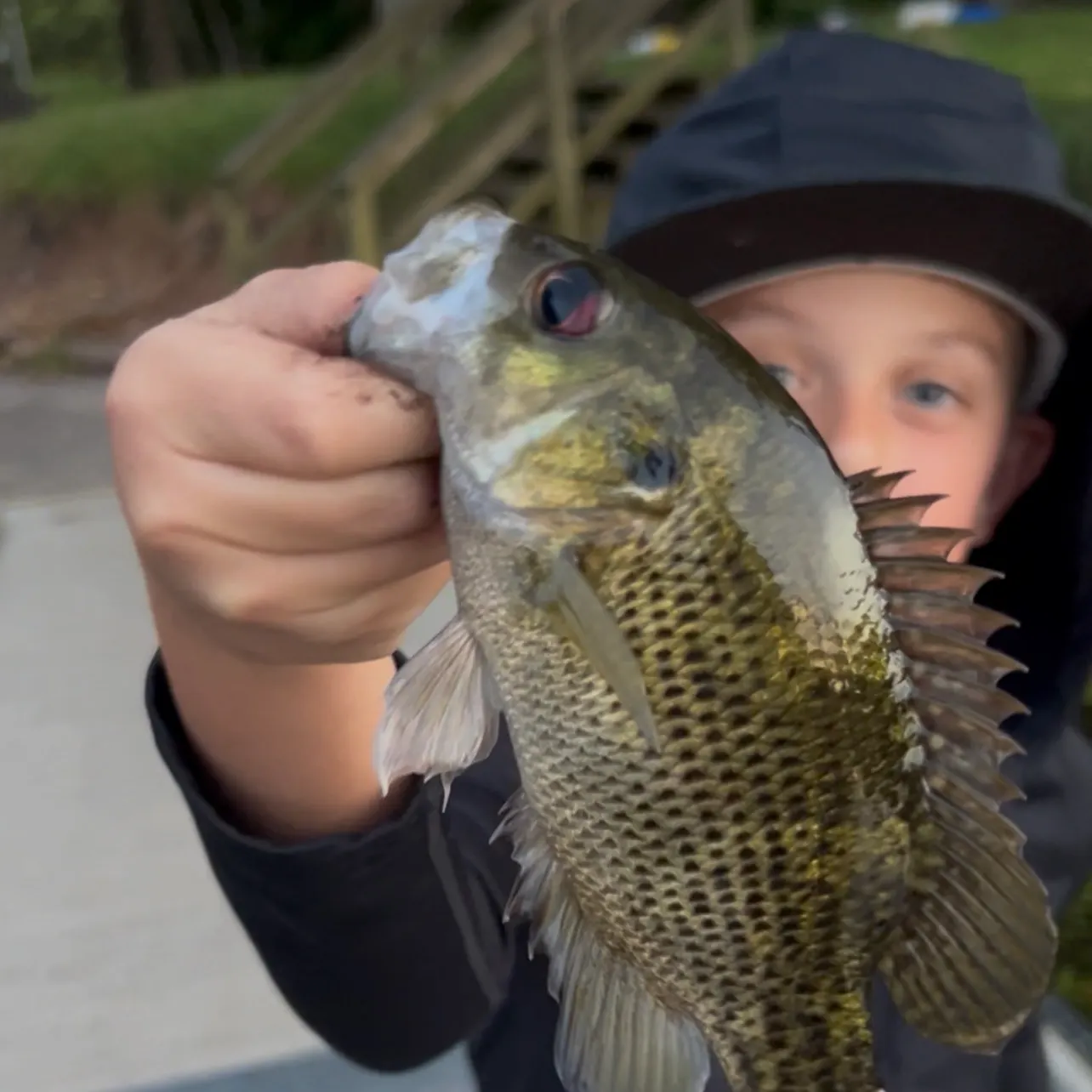 Rock bass caught on Fishbrain