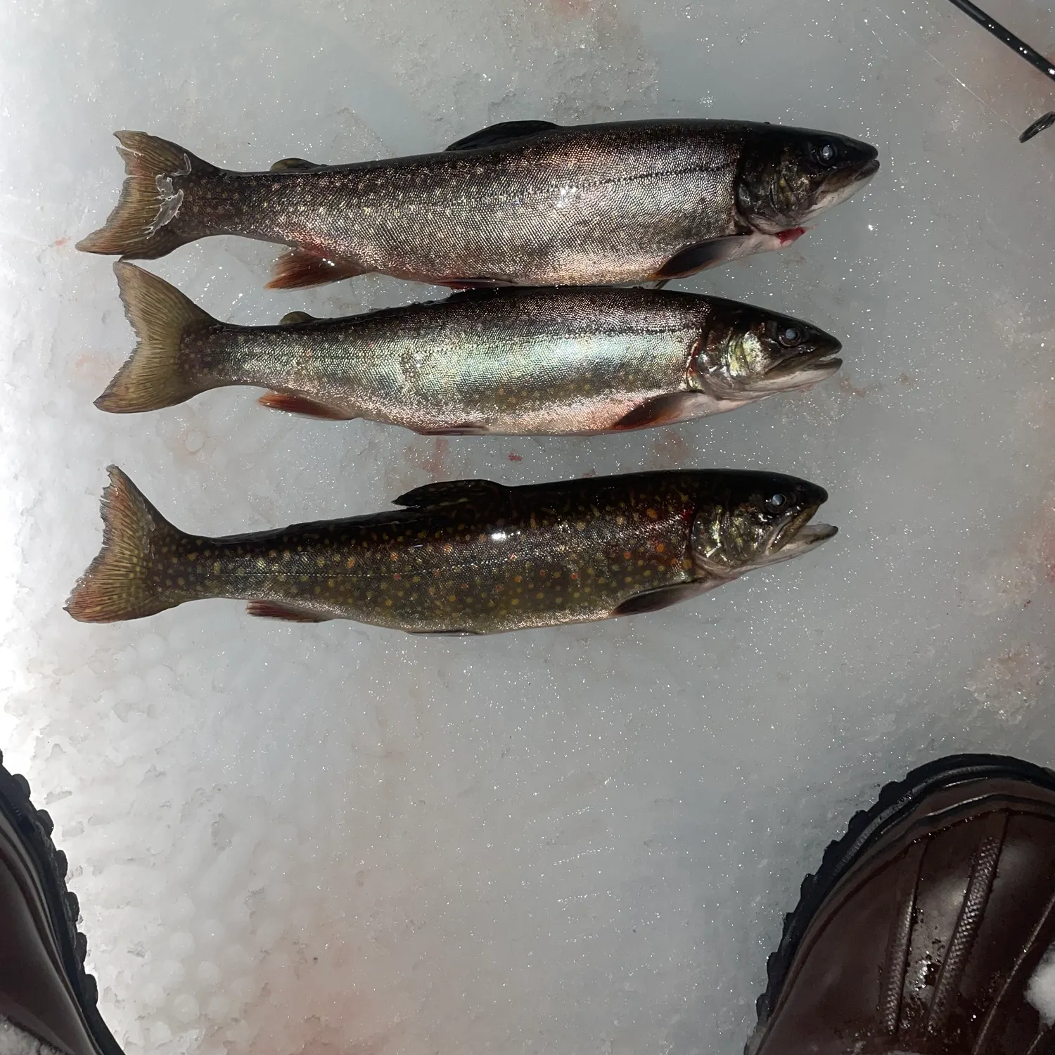 The most recent Splake catches on Fishbrain