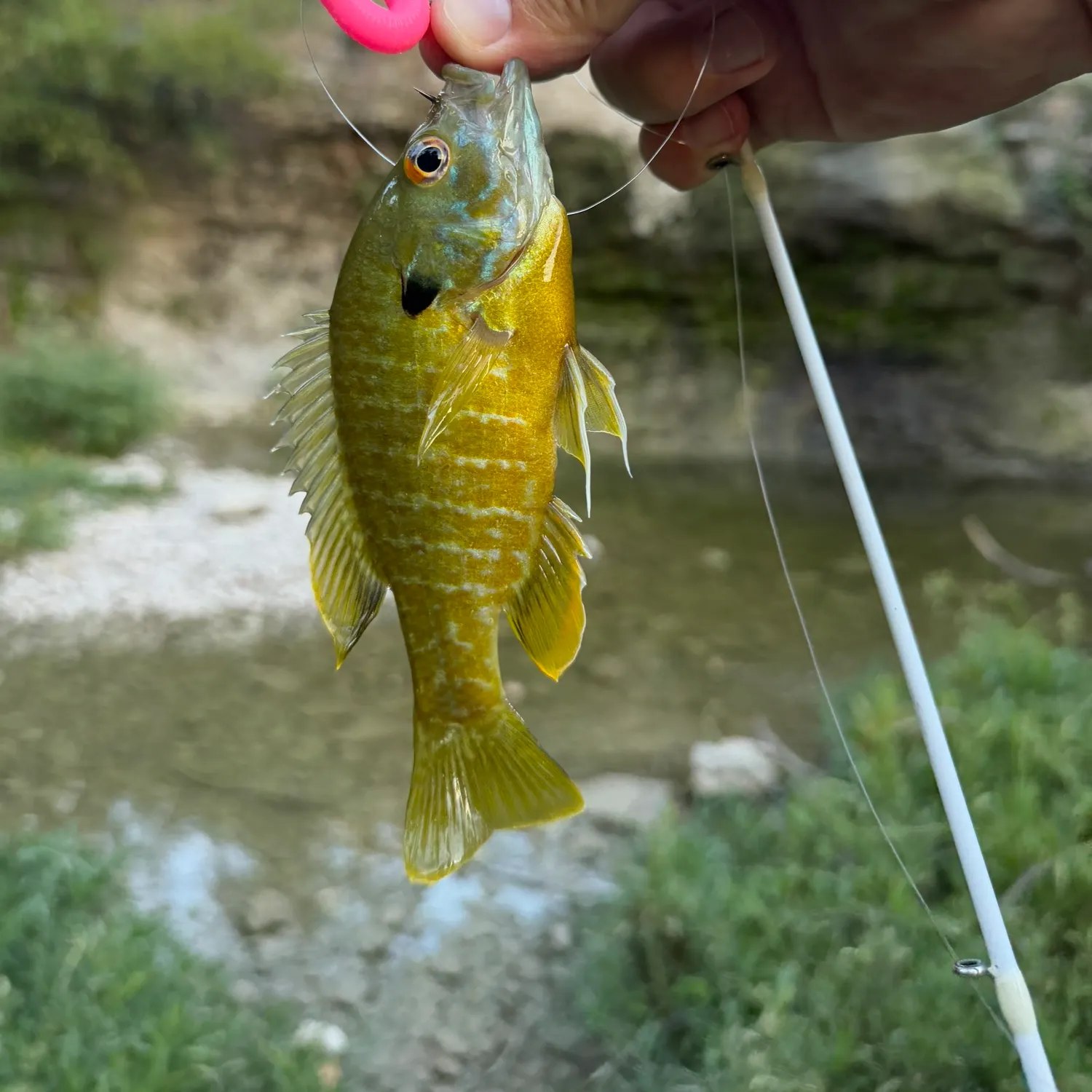 Greengill hybrid caught on Fishbrain