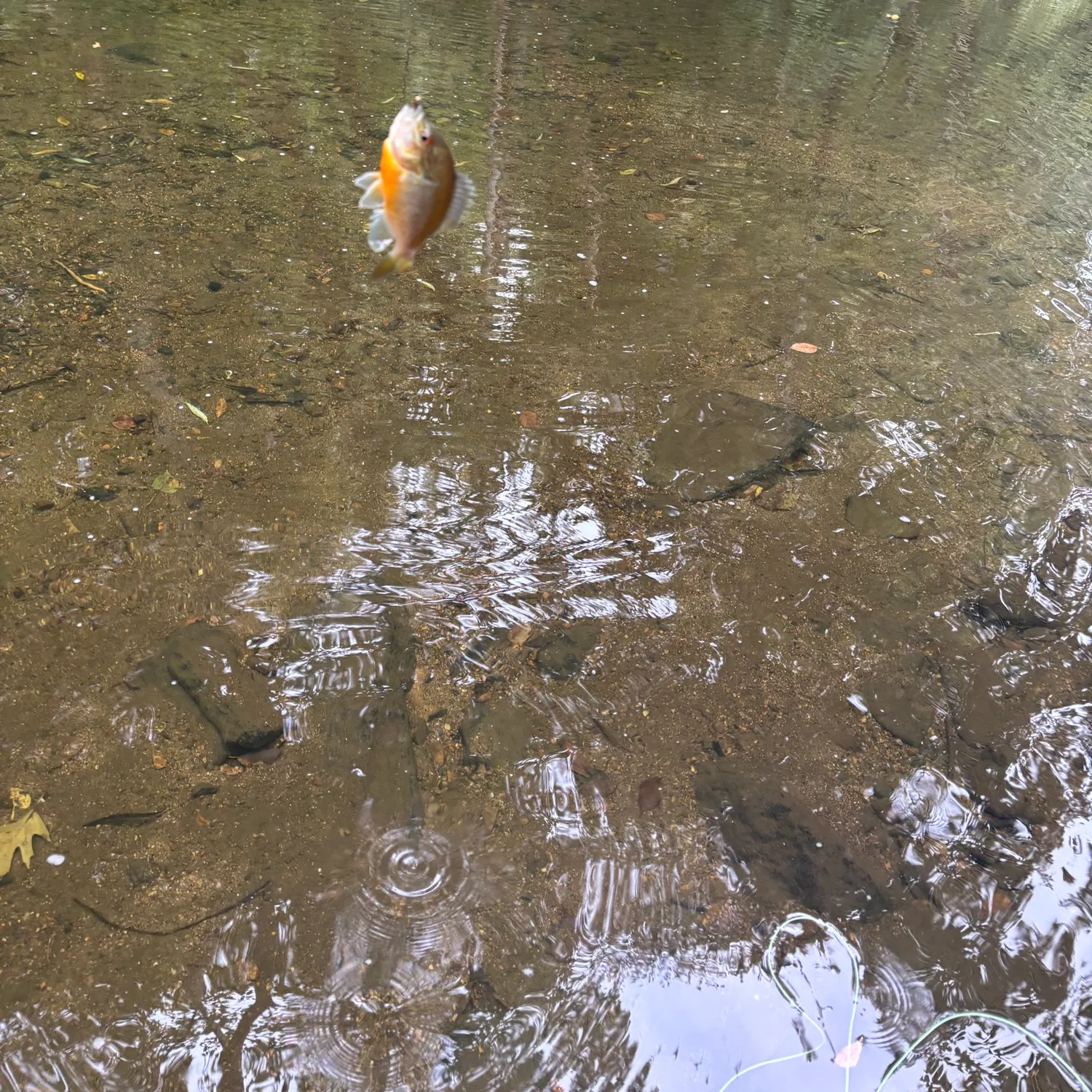 Redbreast sunfish caught on Fishbrain