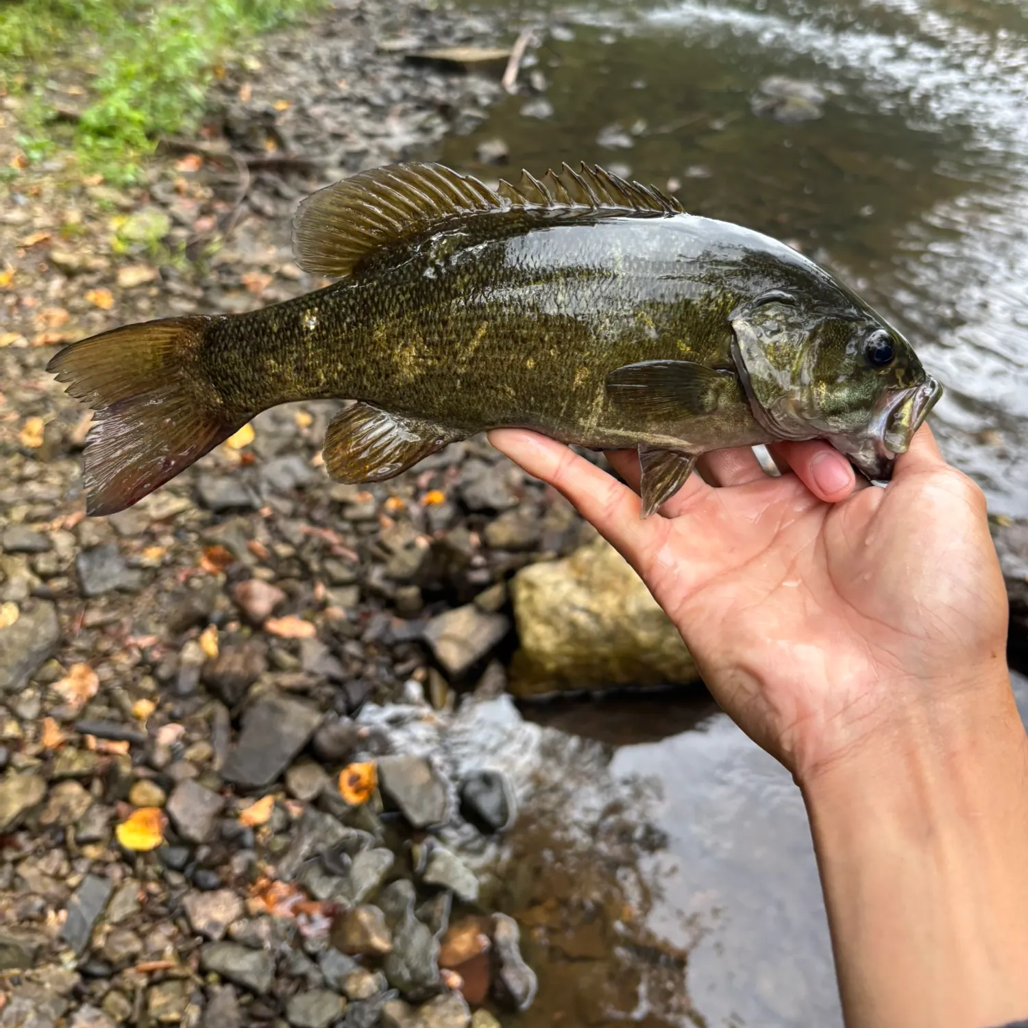 Smallmouth bass caught on Fishbrain