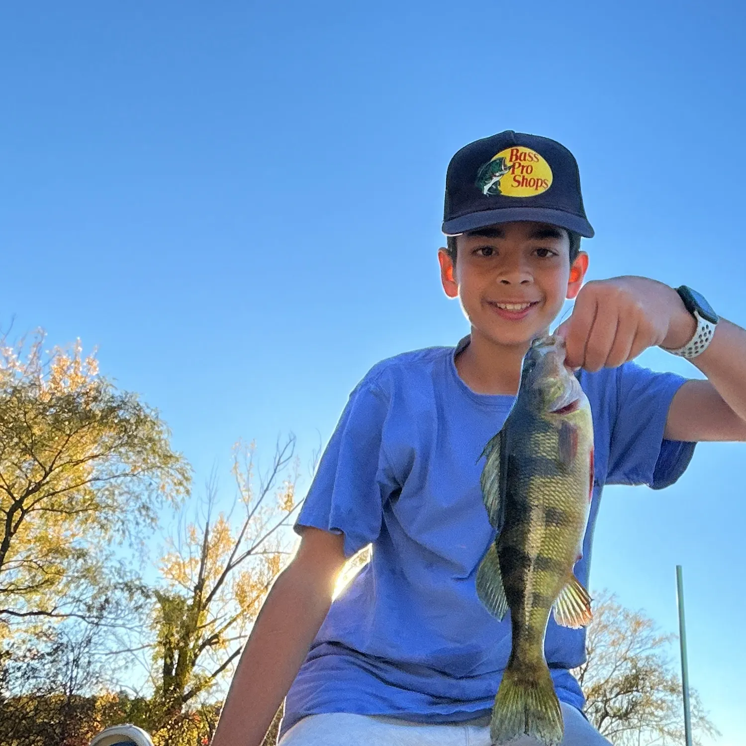 Yellow perch caught on Fishbrain