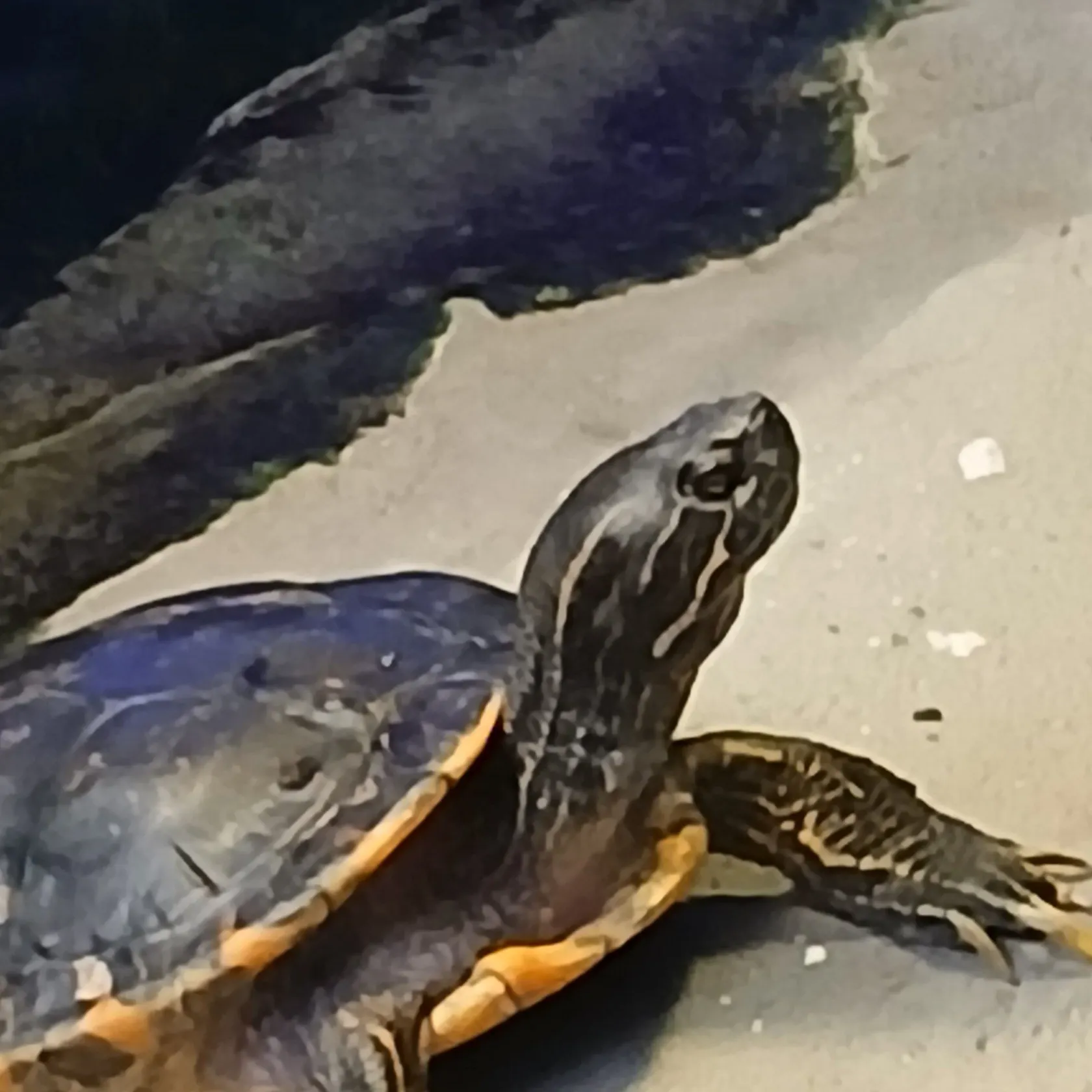 Smooth softshell turtle caught on Fishbrain