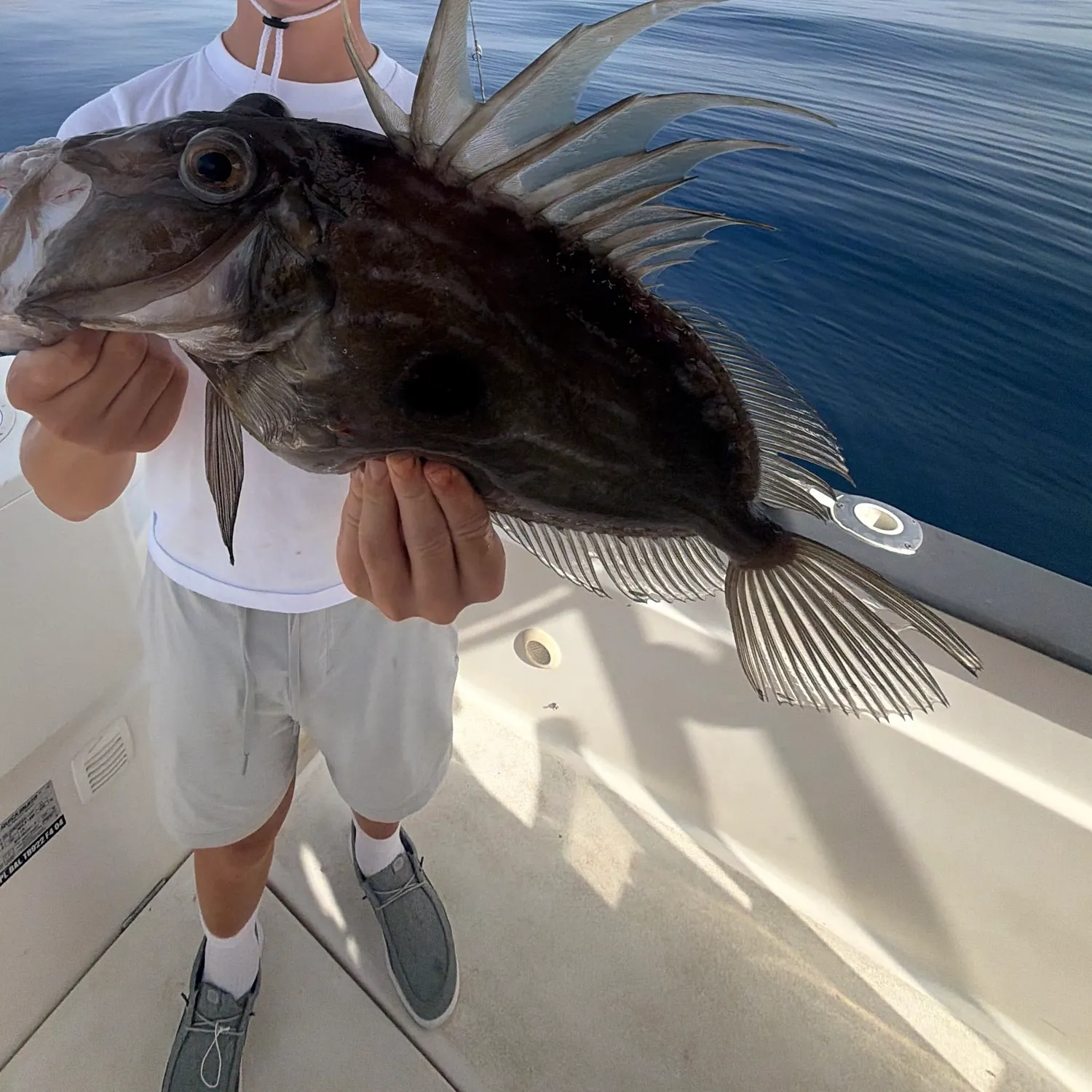 The most recent John dory catches on Fishbrain