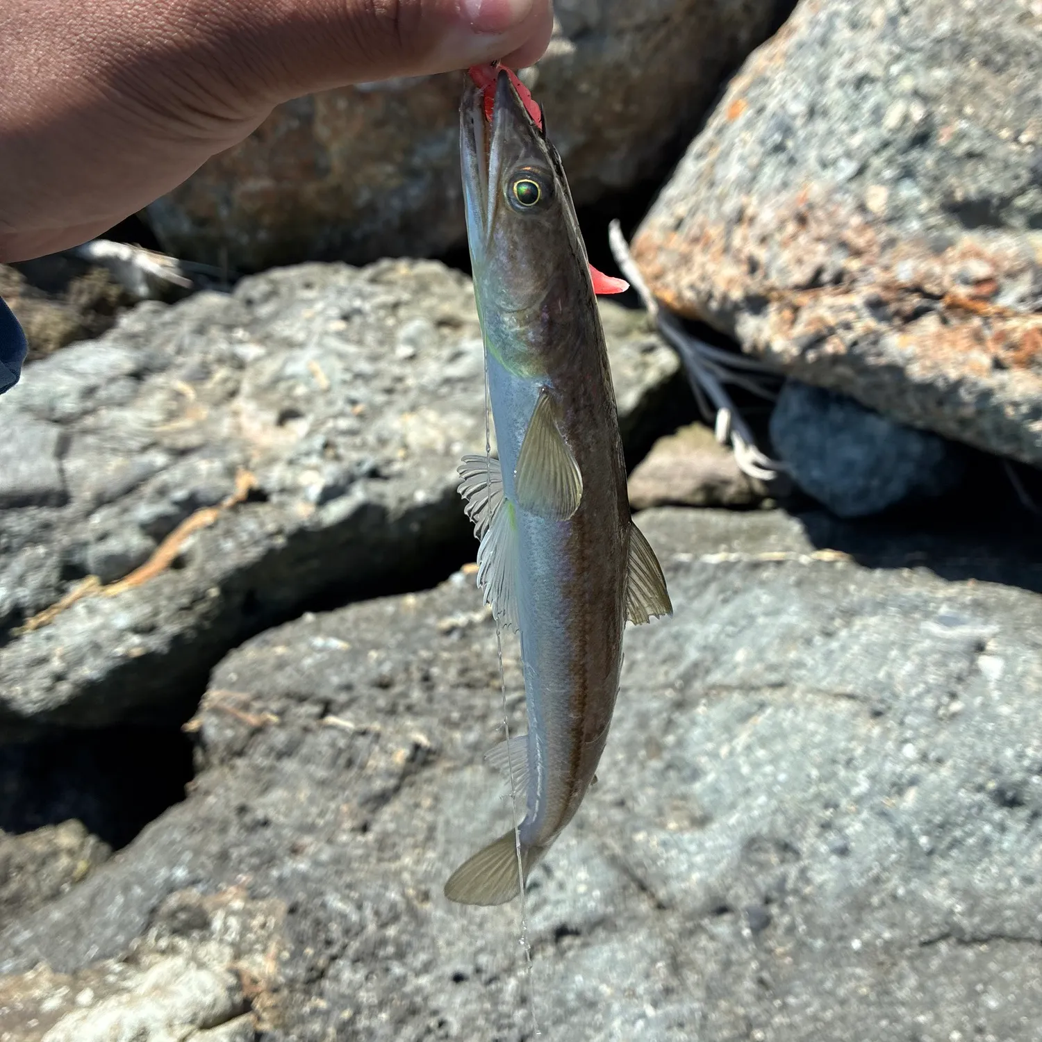 The most recent California lizardfish catches on Fishbrain