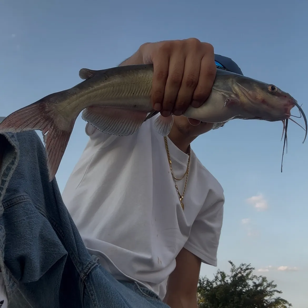 Channel catfish caught on Fishbrain
