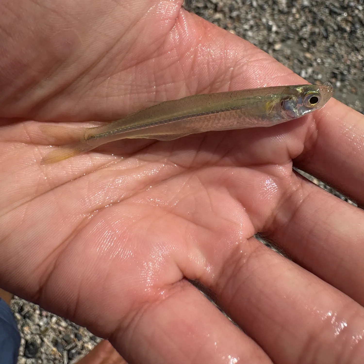 The most recent Inland silverside catches on Fishbrain