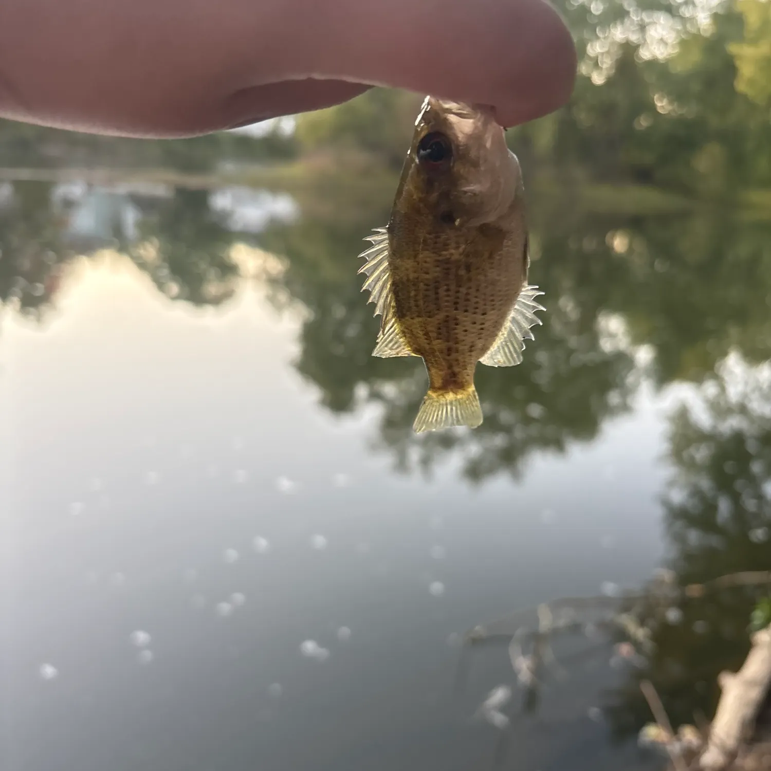 Rock bass caught on Fishbrain