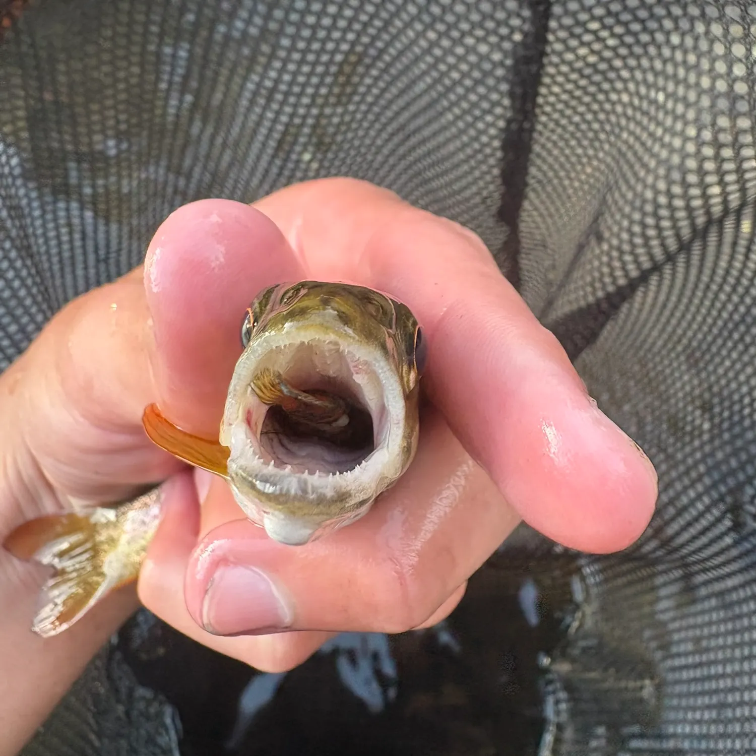 The most recent Rainbow darter catches on Fishbrain