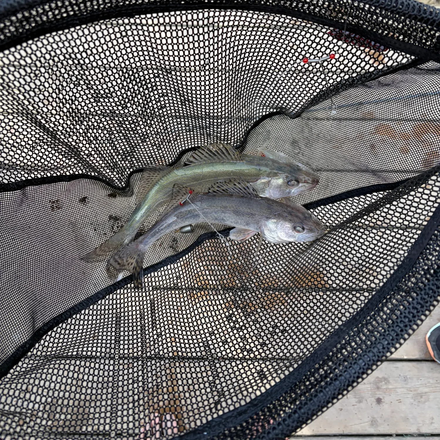 Sauger caught on Fishbrain