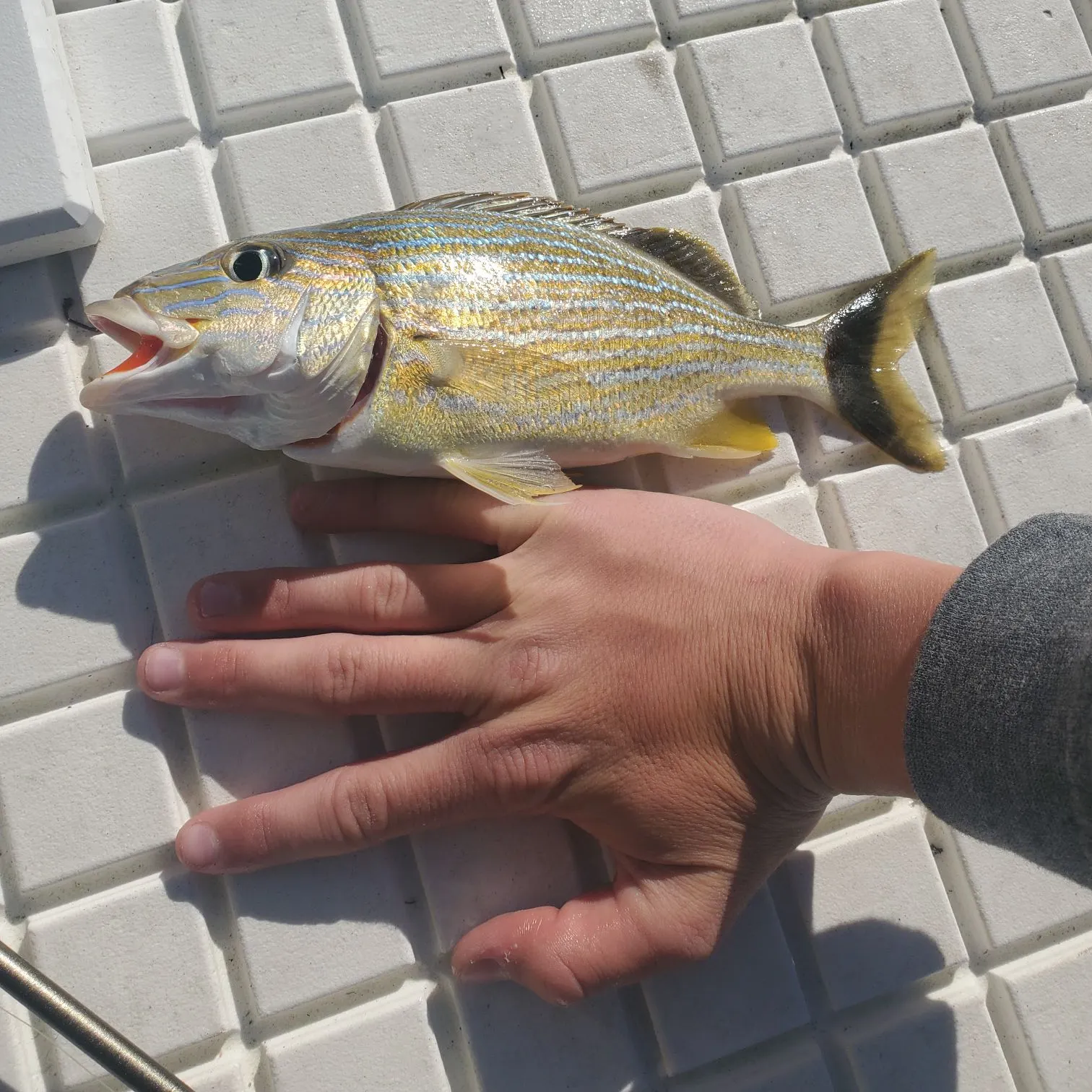 The most recent Bluestriped grunt catches on Fishbrain