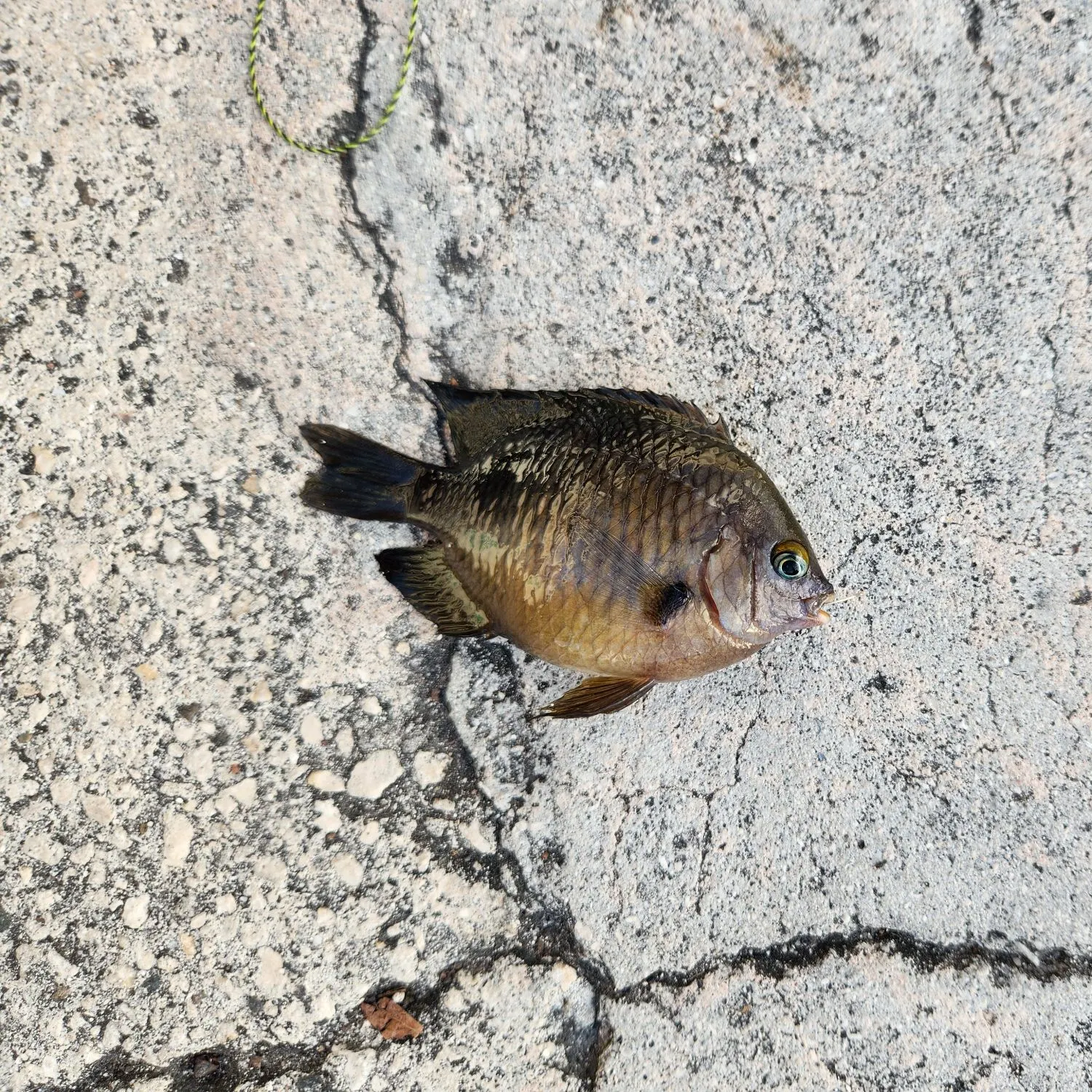 The most recent Dusky damselfish catches on Fishbrain