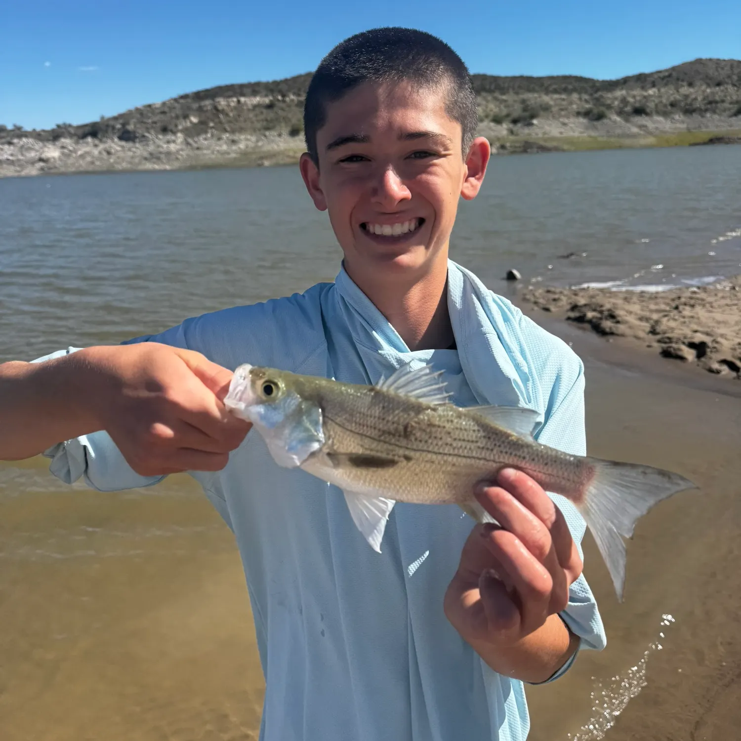 White bass caught on Fishbrain