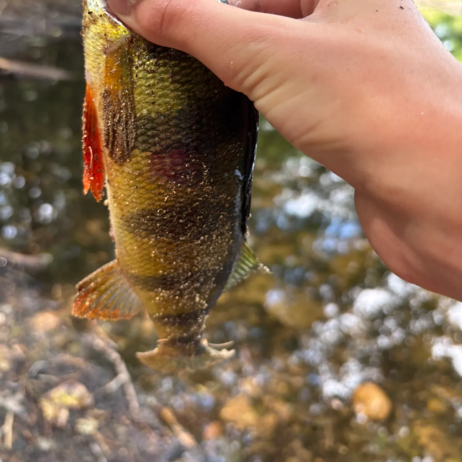 Yellow perch caught on Fishbrain