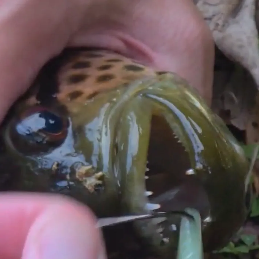 The most recent Jaguar cichlid catches on Fishbrain
