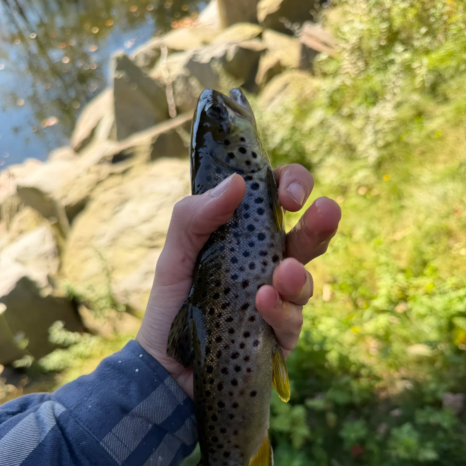 Brown trout caught on Fishbrain