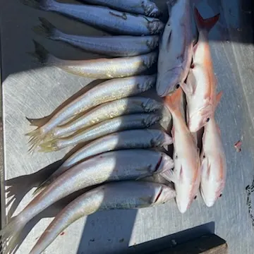 The most recent King George whiting catches on Fishbrain