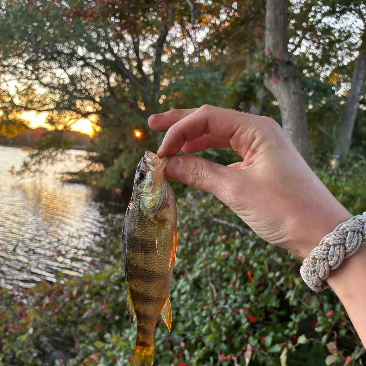 Yellow perch caught on Fishbrain