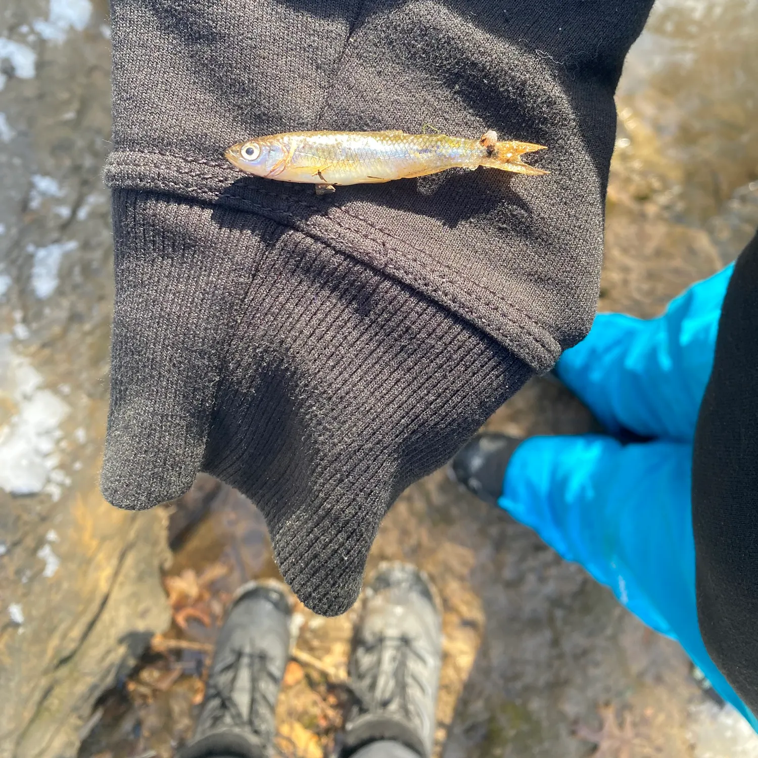 The most recent Spottail shiner catches on Fishbrain