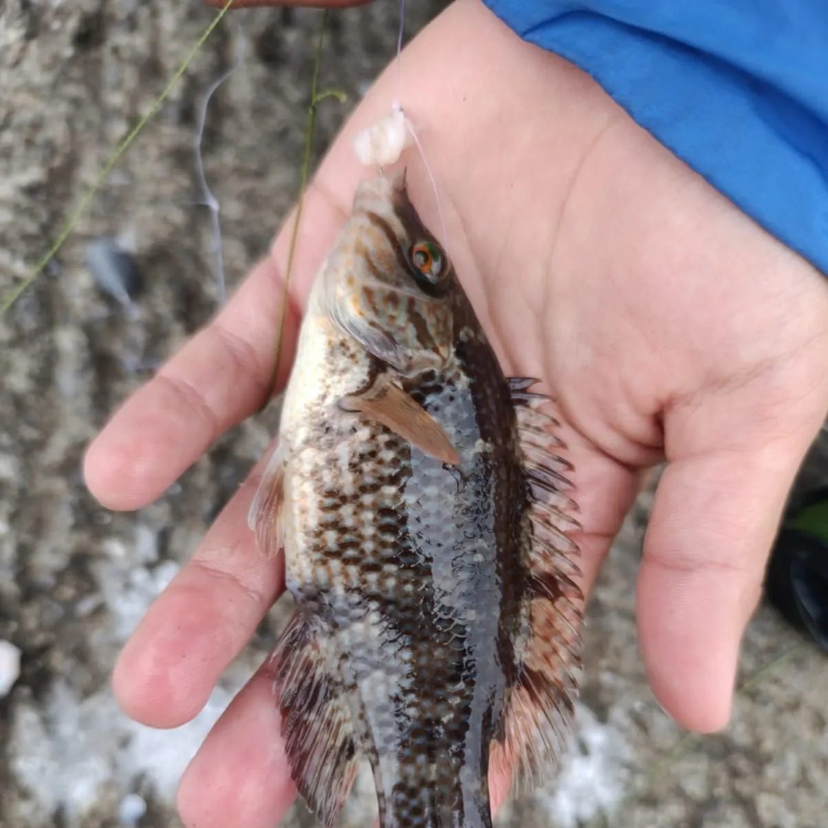 Corkwing wrasse caught on Fishbrain