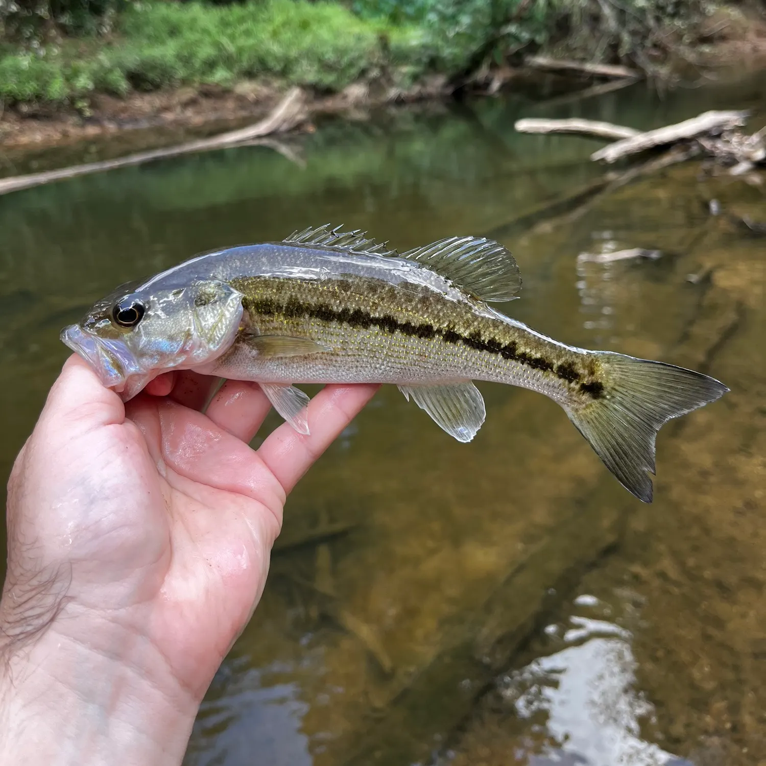 Spotted bass caught on Fishbrain