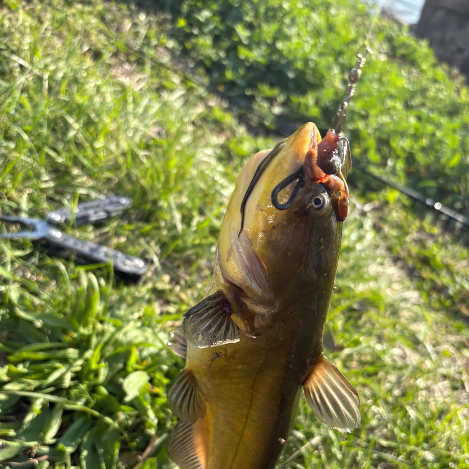 catch