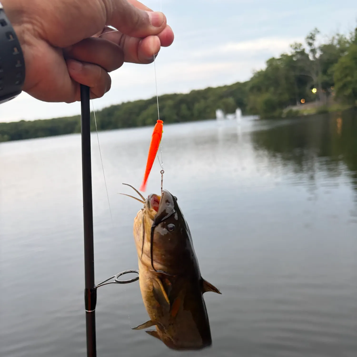 Black bullhead caught on Fishbrain