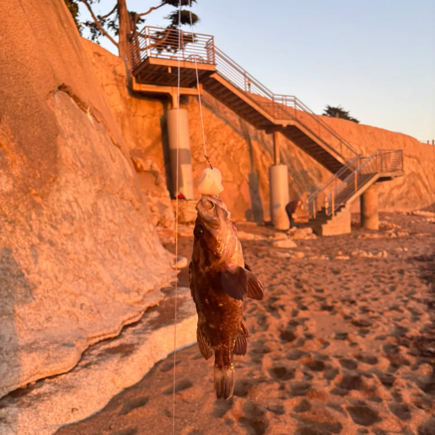 The most recent Gopher rockfish catches on Fishbrain