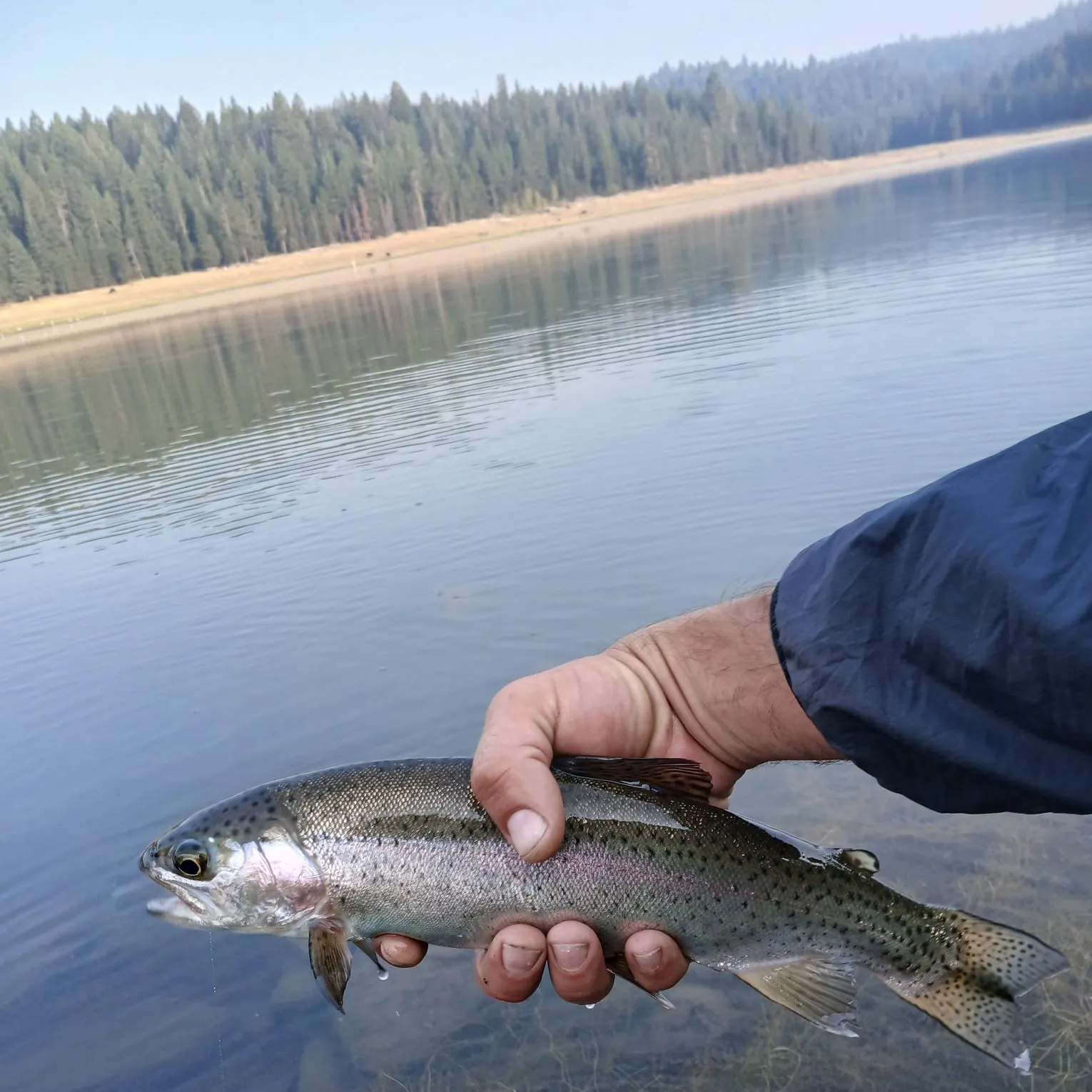 Rainbow trout caught on Fishbrain
