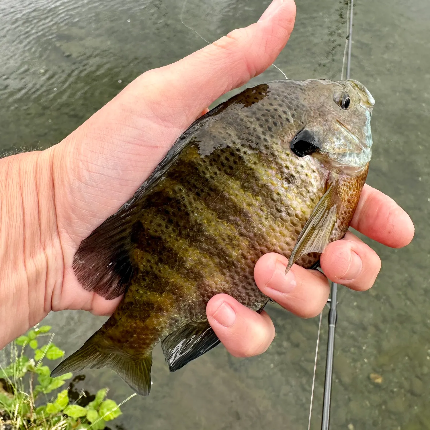The most recent Bluegill catches on Fishbrain
