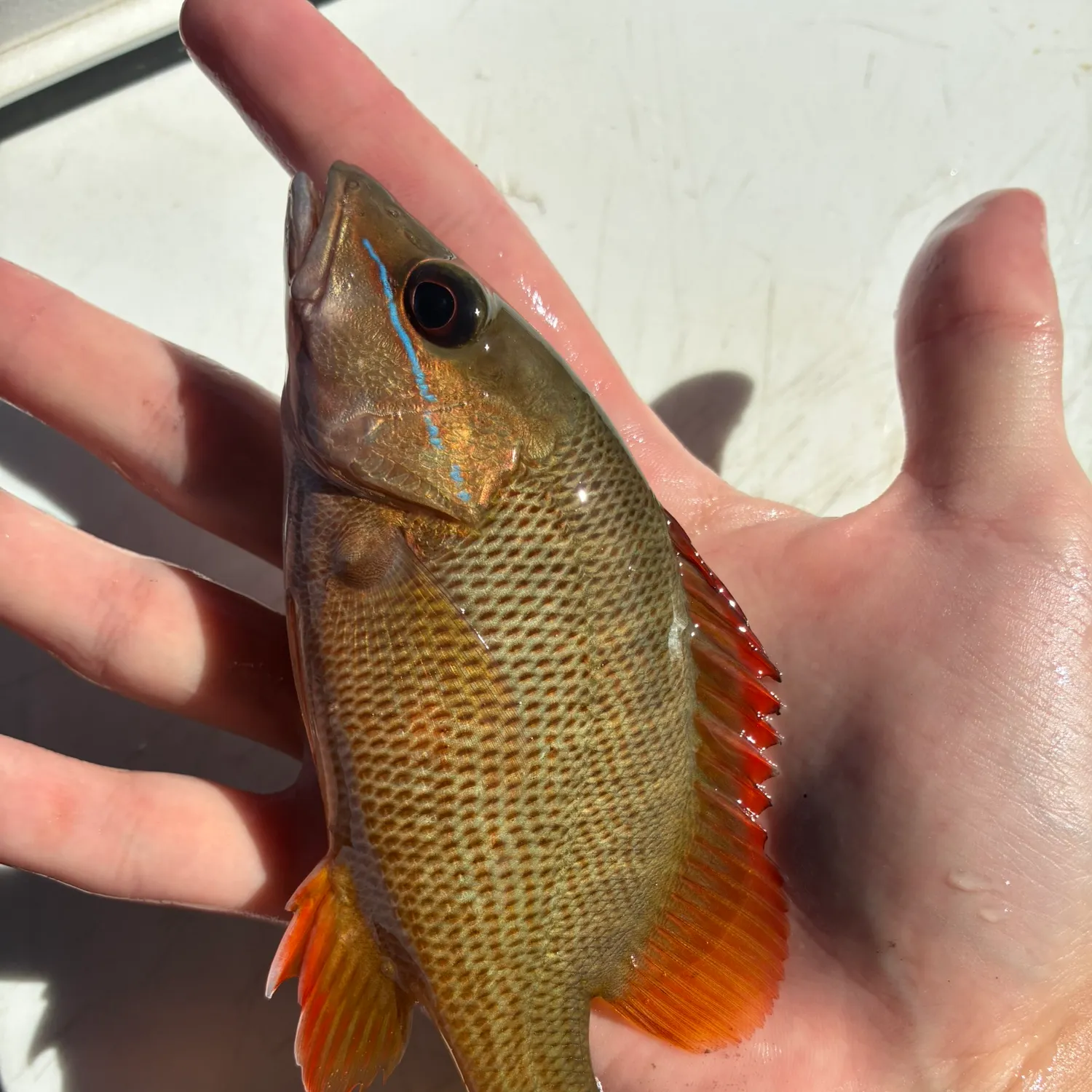 The most recent Dog Snapper catches on Fishbrain