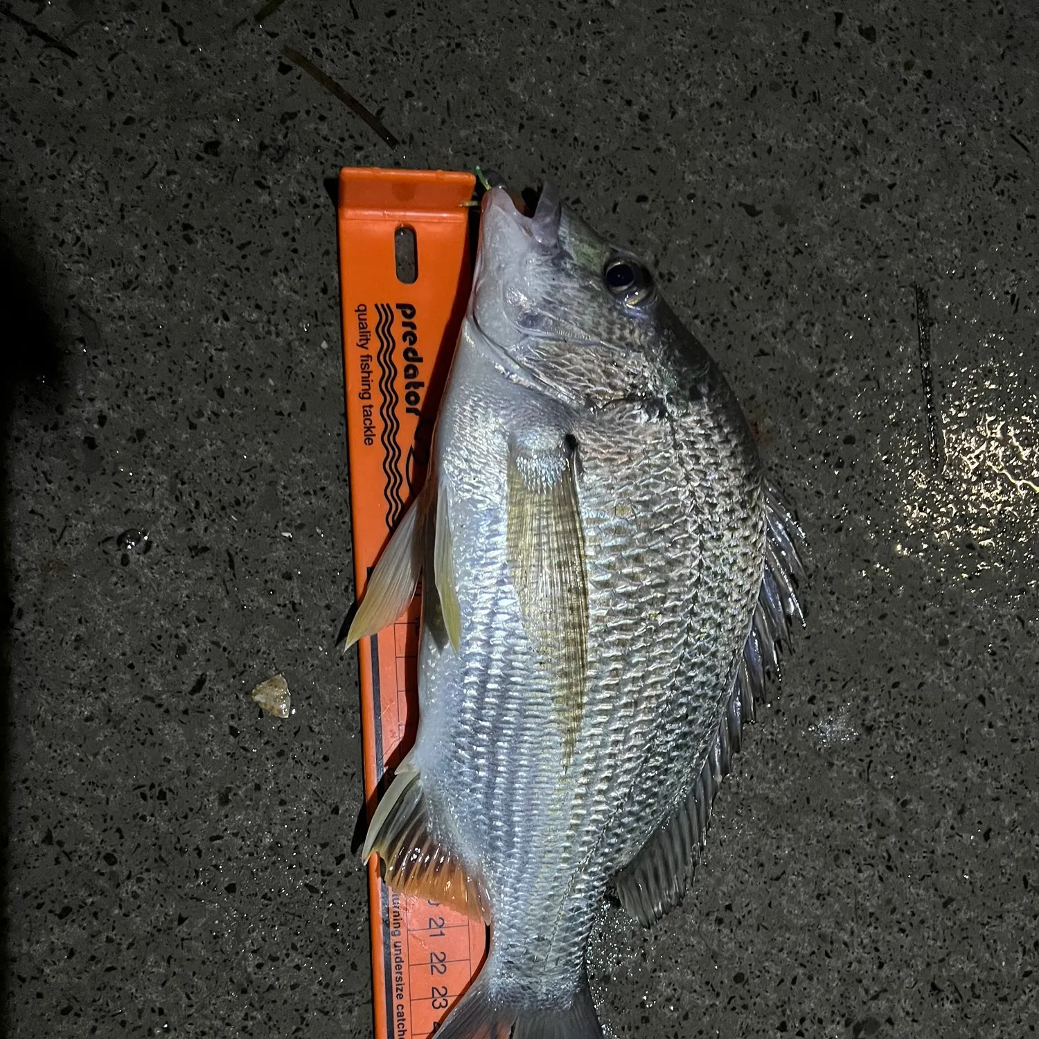 The most recent Surf bream catches on Fishbrain
