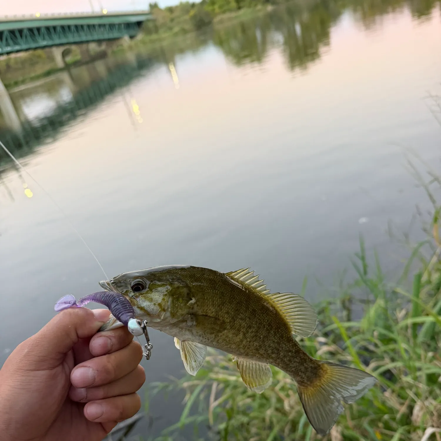 Smallmouth bass caught on Fishbrain