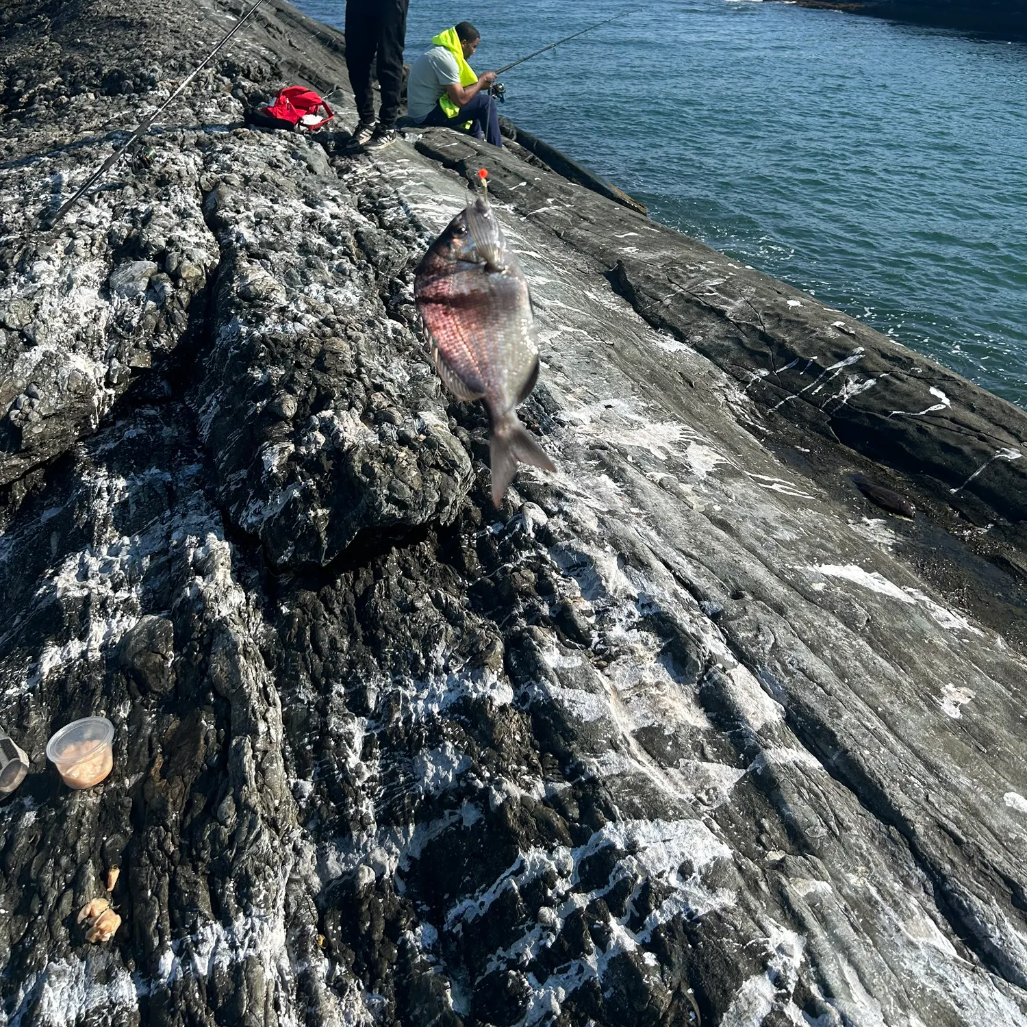 The most recent Cubera snapper catches on Fishbrain