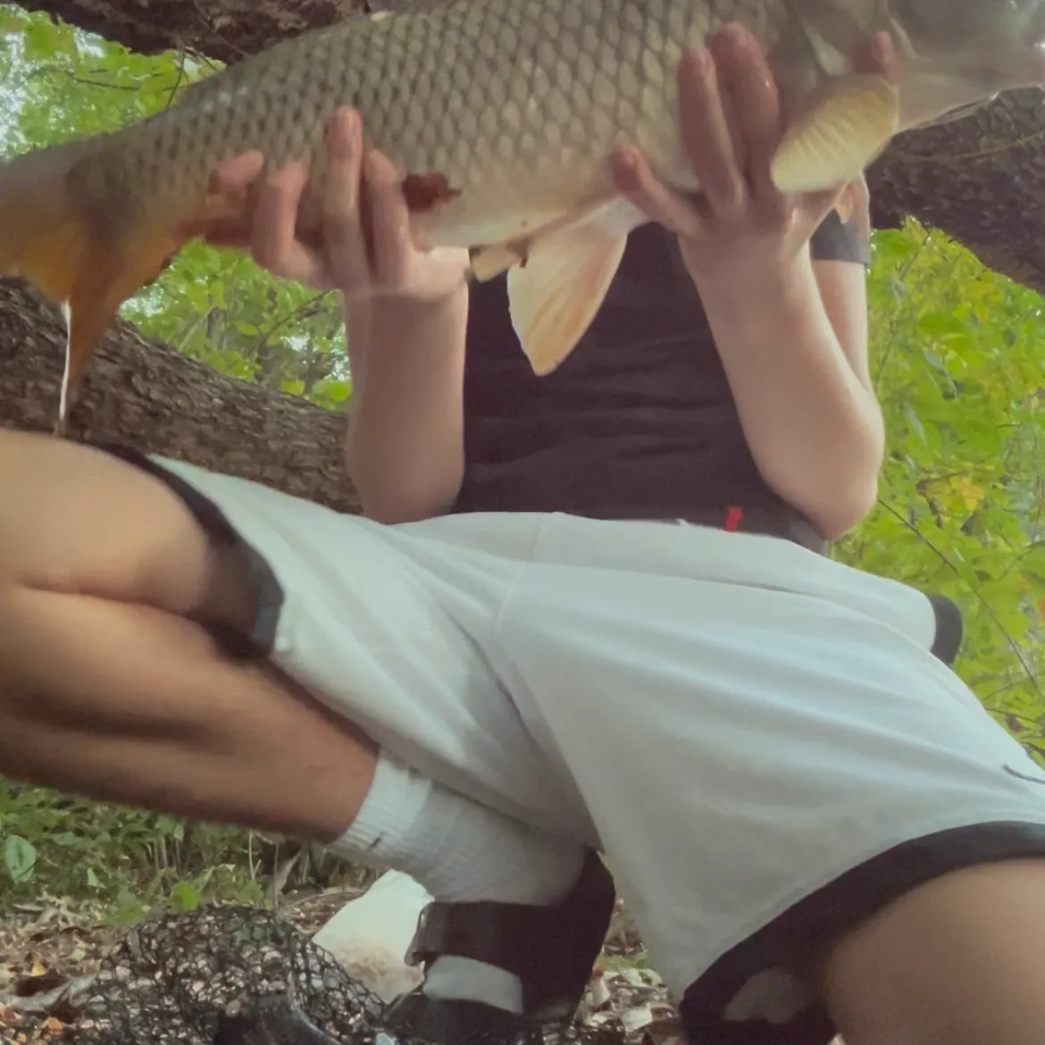 Common carp caught on Fishbrain