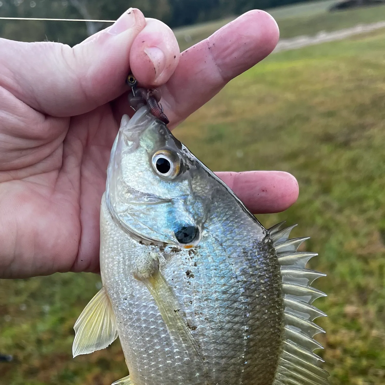 Redear sunfish caught on Fishbrain
