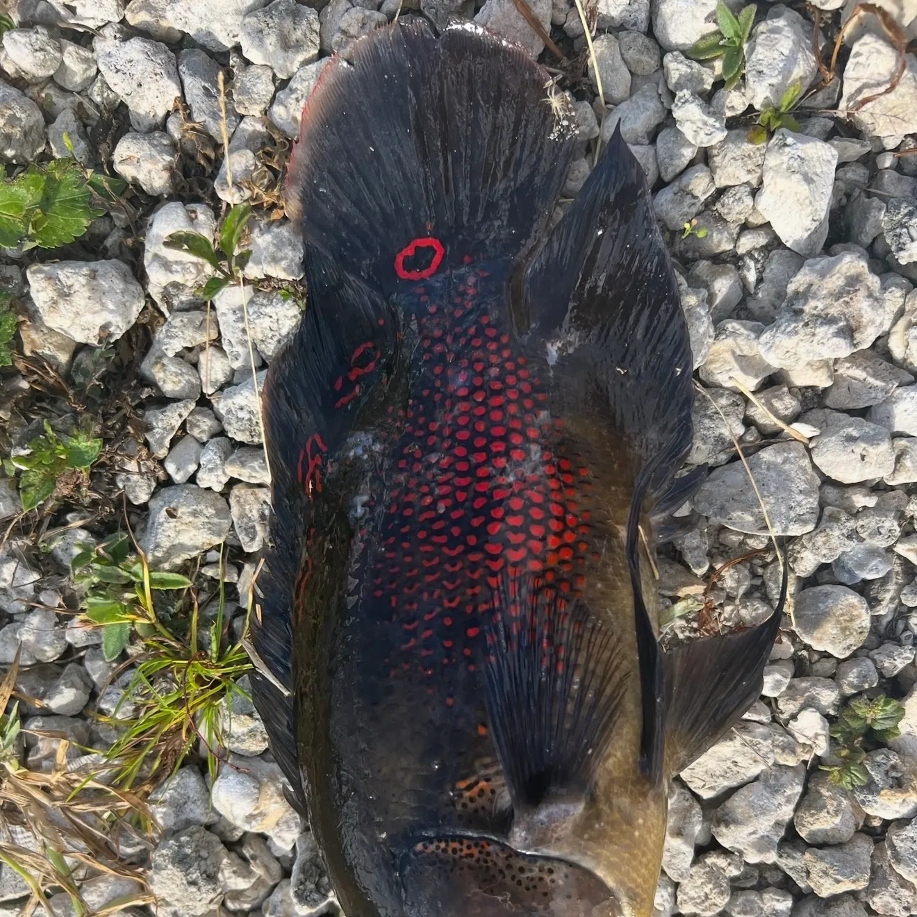 The most recent Oscar catches on Fishbrain