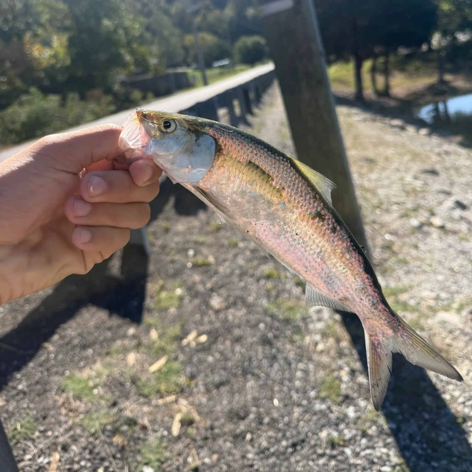 The most recent Skipjack herring catches on Fishbrain